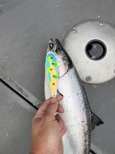 Lake Michigan king salmon caught on Yeck lure during May salmon fishing near Whitehall Michigan