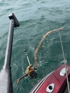 Large stick and debris snagged by a downrigger cannonball while pounding bottom for lake trout on Lake Michigan near Whitehall, Michigan.