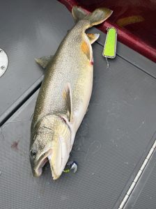 Lake trout caught on a Bechold Fish Catcher and chrome and green Spin-N-Glo rig on Lake Michigan near Whitehall, Michigan.