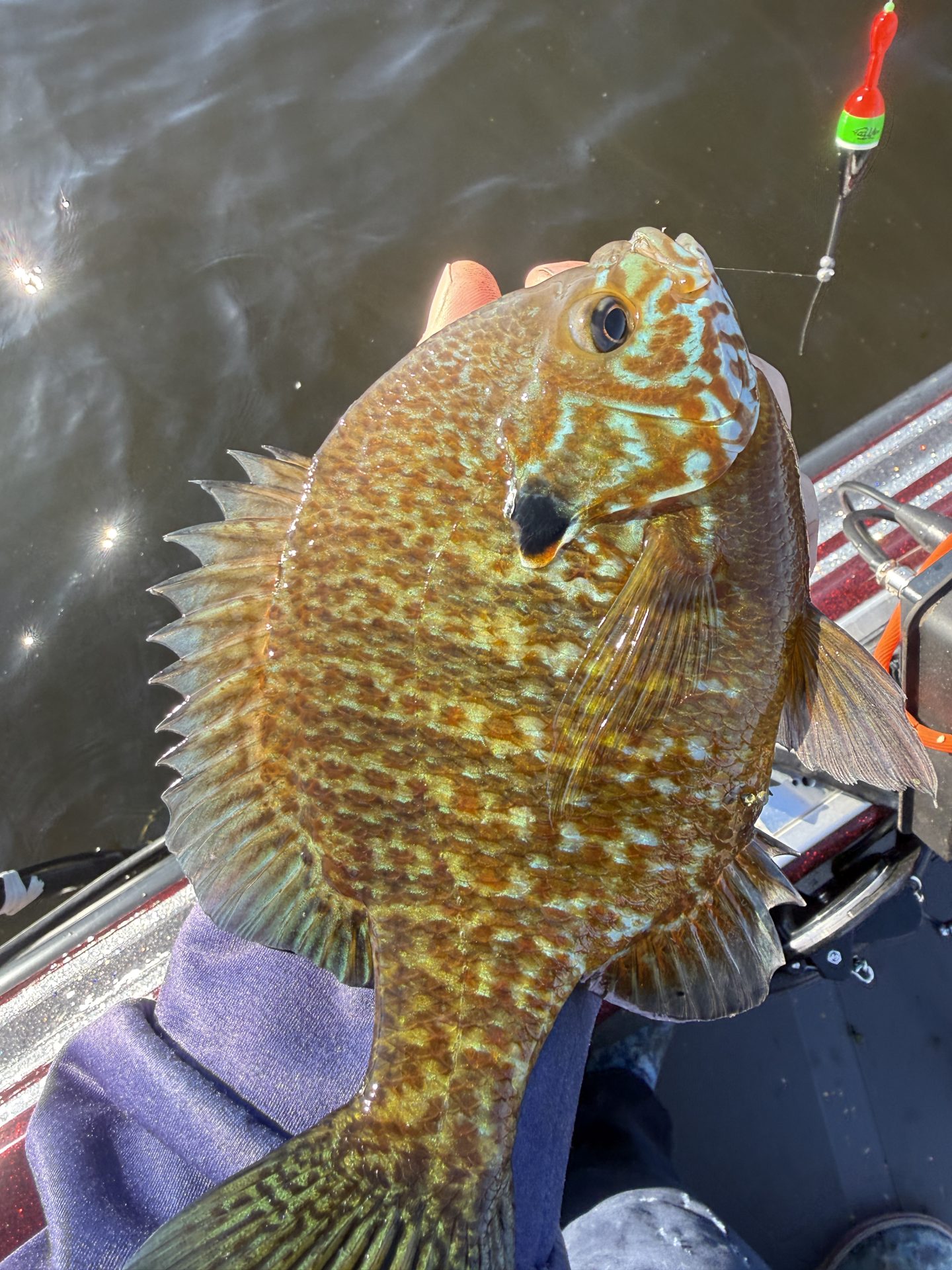 Huge white lake panfish
