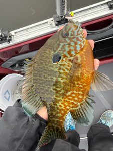 Giant Sunfish caught on White Lake in Montague