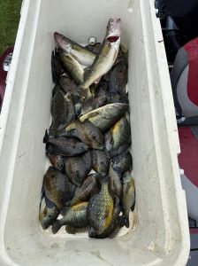 Walleye and Bluegill caught on White Lake
