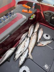 King salmon caught while fishing Lake Michigan out of Whitehall Michigan